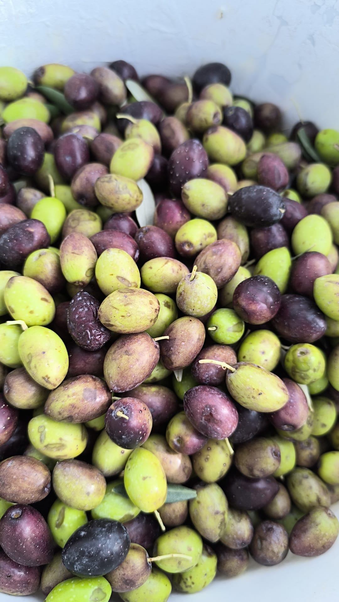 1762672556789İd Zeyti̇n Haberi̇ Bb