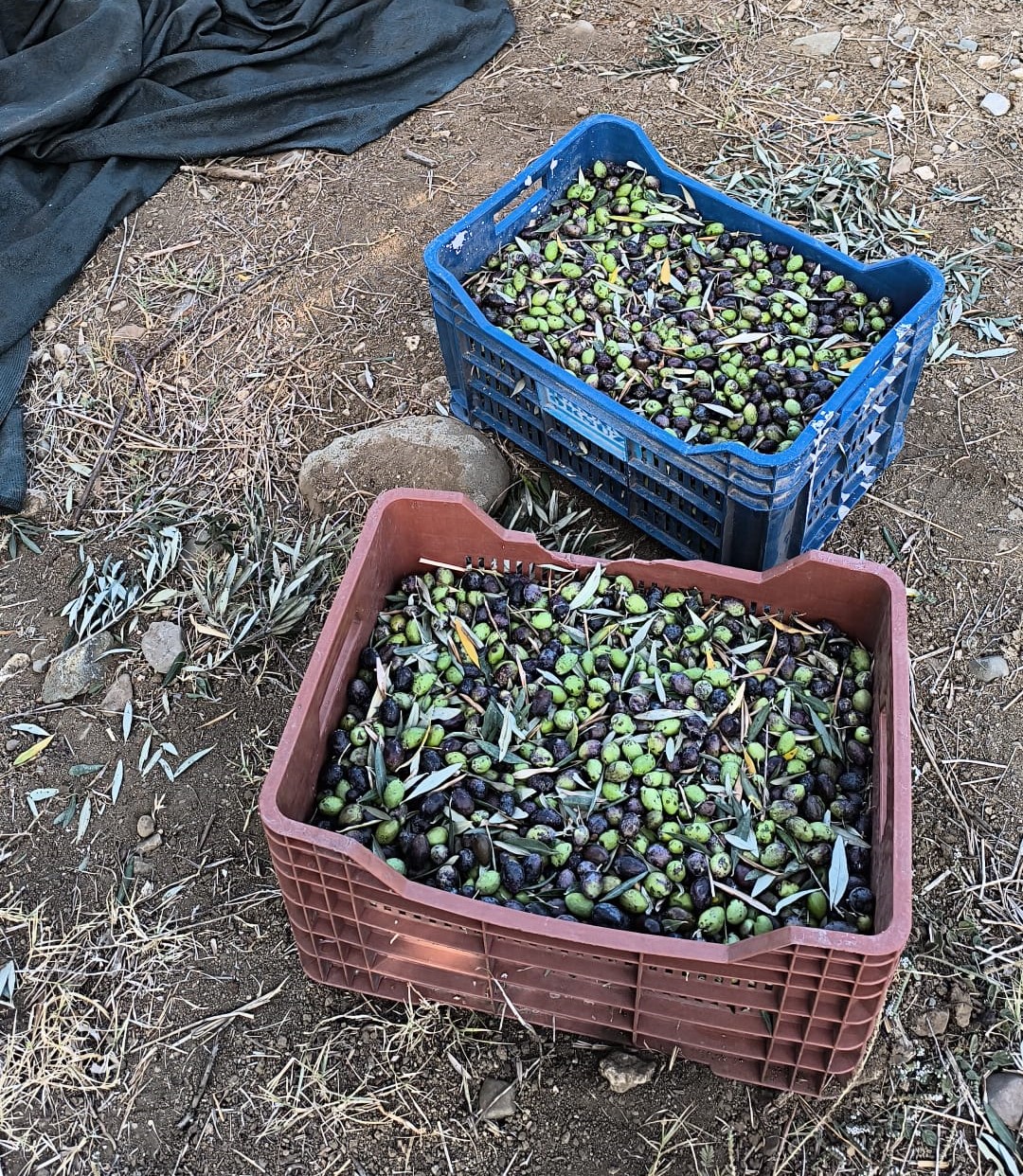 1762672556789İd Zeyti̇n Haberi̇