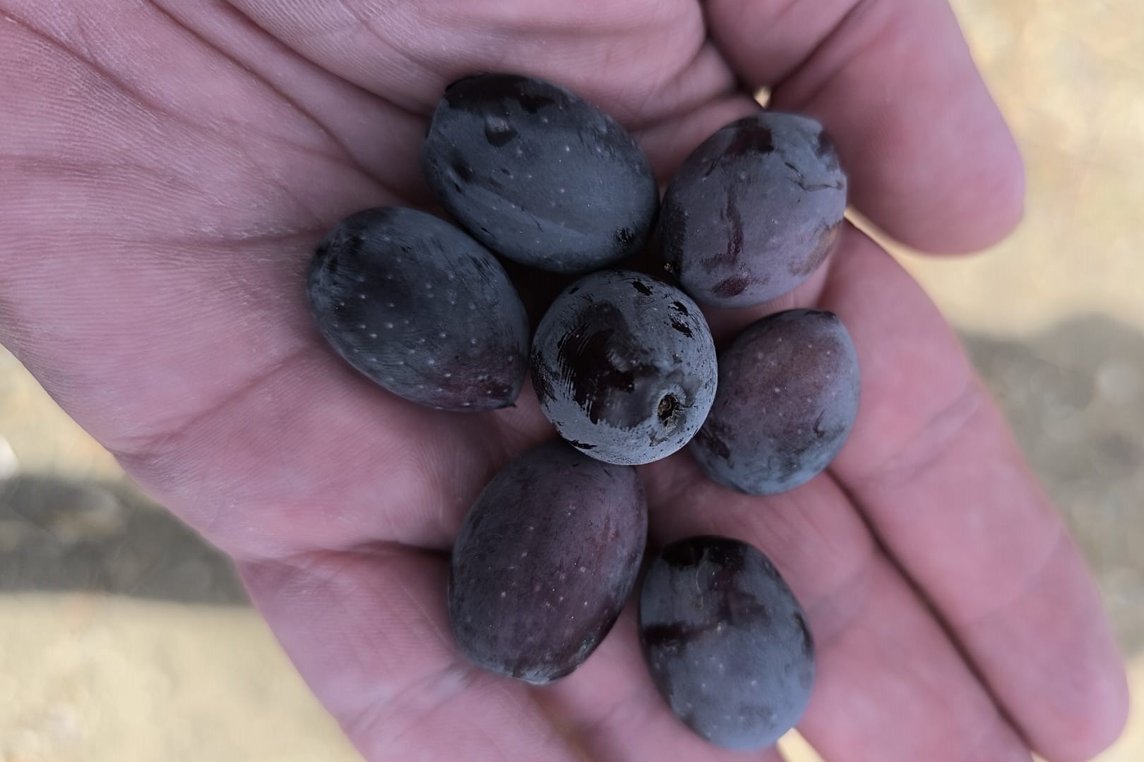 1762672556790İd Zeyti̇n Haberi̇ Bc