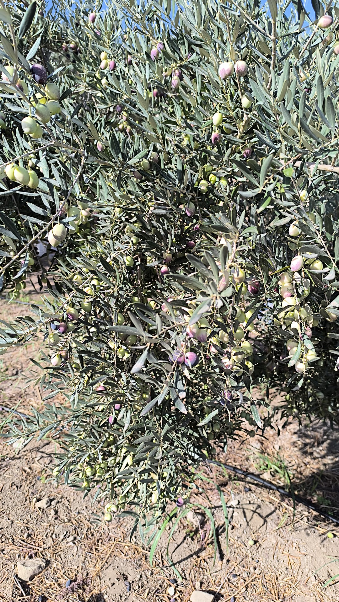 1762672556790İd Zeyti̇n Haberi̇ Bd