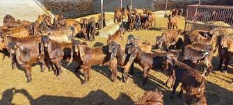 Devlet Üretme Çiftliği oğlak keçi ve teke satışı yapacak