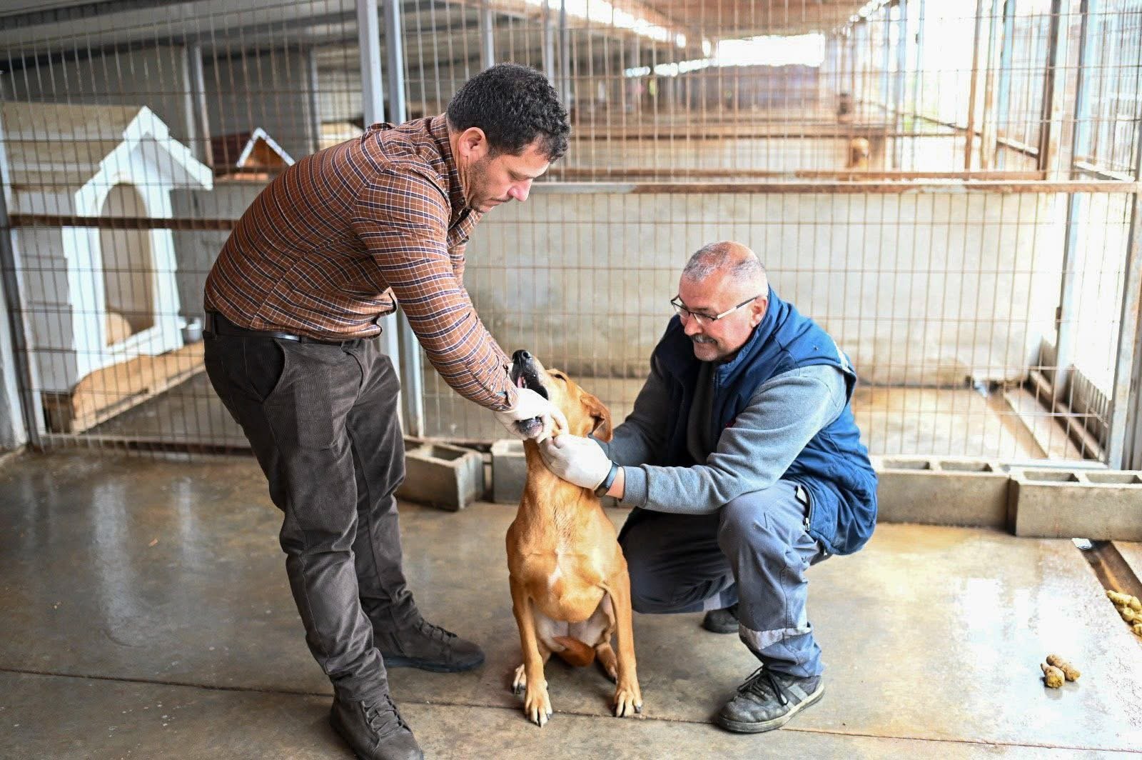 Gönyeli–Alayköy Belediyesi hayvan barınağında 104 canlıya ev sahipliği yapılıyor…