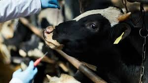 Avrupa Komisyonu’ndan Güney Kıbrıs’a şap hastalığı konusunda katı tedbir