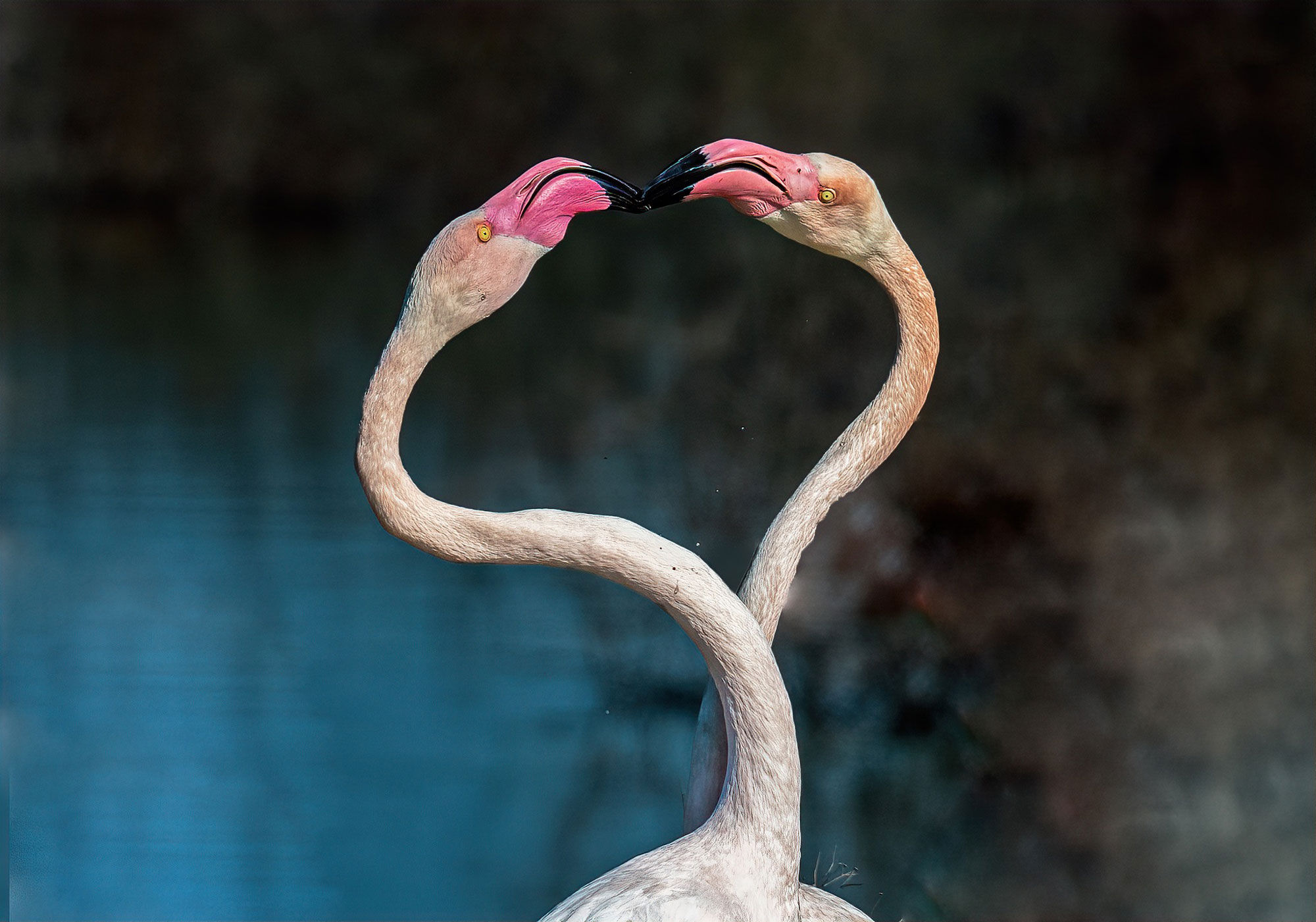 1787465810573Flamingo 9090