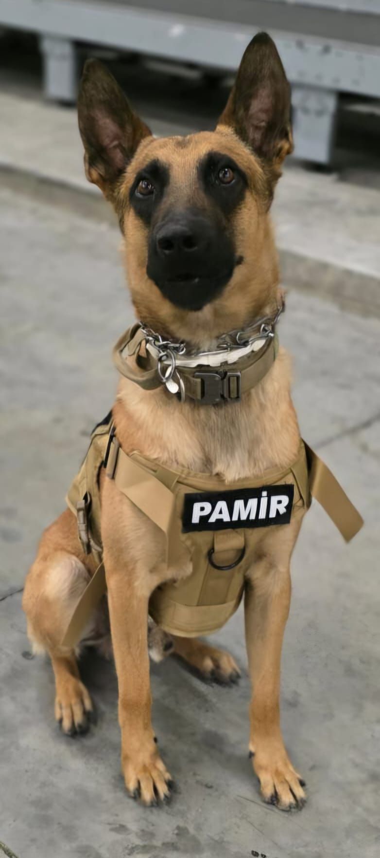 Narkotik Köpeği Pamir Bavuldaki Uyuşturucuyu Buldu (1)