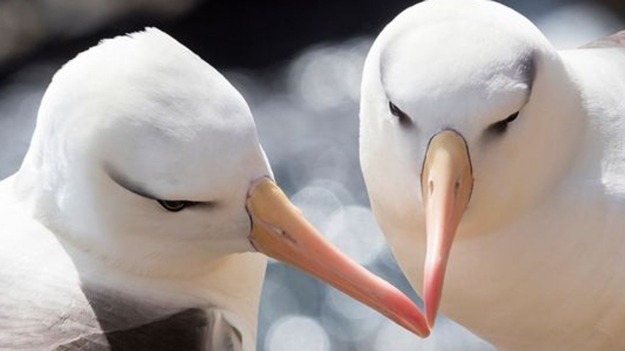 İklim değişikliği, eşine en sadık türlerden albatroslarda boşanmaları artırdı