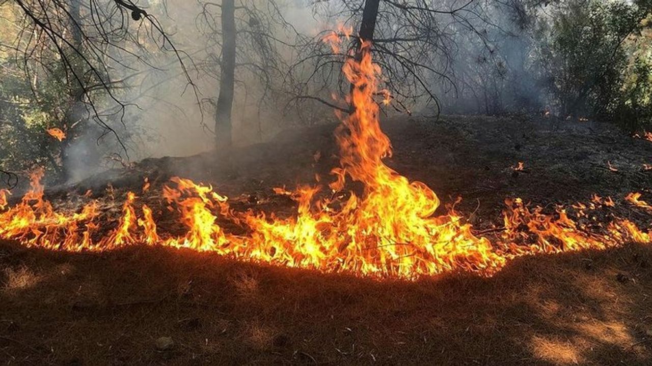 Çayönü-Köprülü köyleri arasında yangın