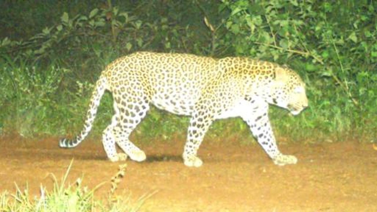 Hindistan'da başıboş leopar 28 gündür yakalanamıyor