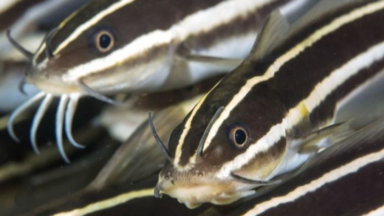 Kıbrıs sularında yeni bir istilacı zehirli balık türüne rastlandı