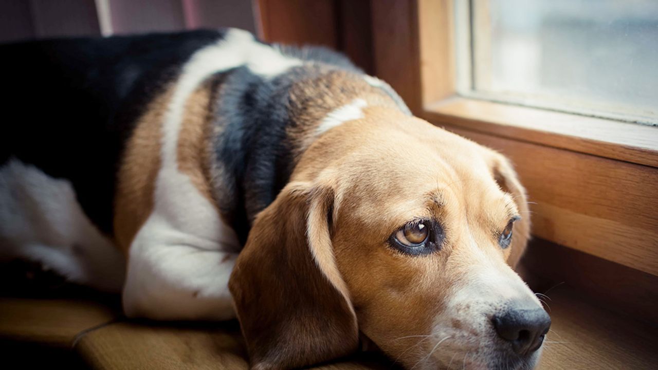 Araştırmaya göre, köpekler strese bağlı nefes değişikliklerini ve terlemeyi algılayabiliyor