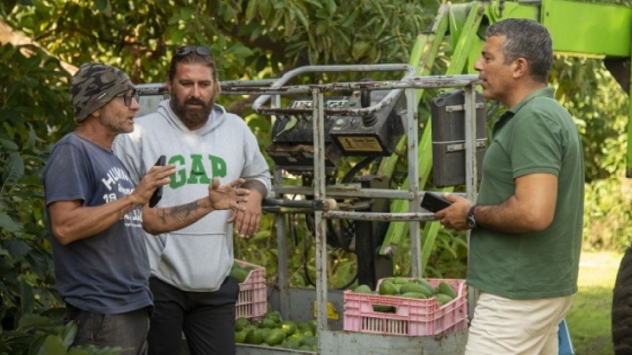 Avokado’ya talep artıyor… Üreticilerin hedefi iç talebi karşılamak