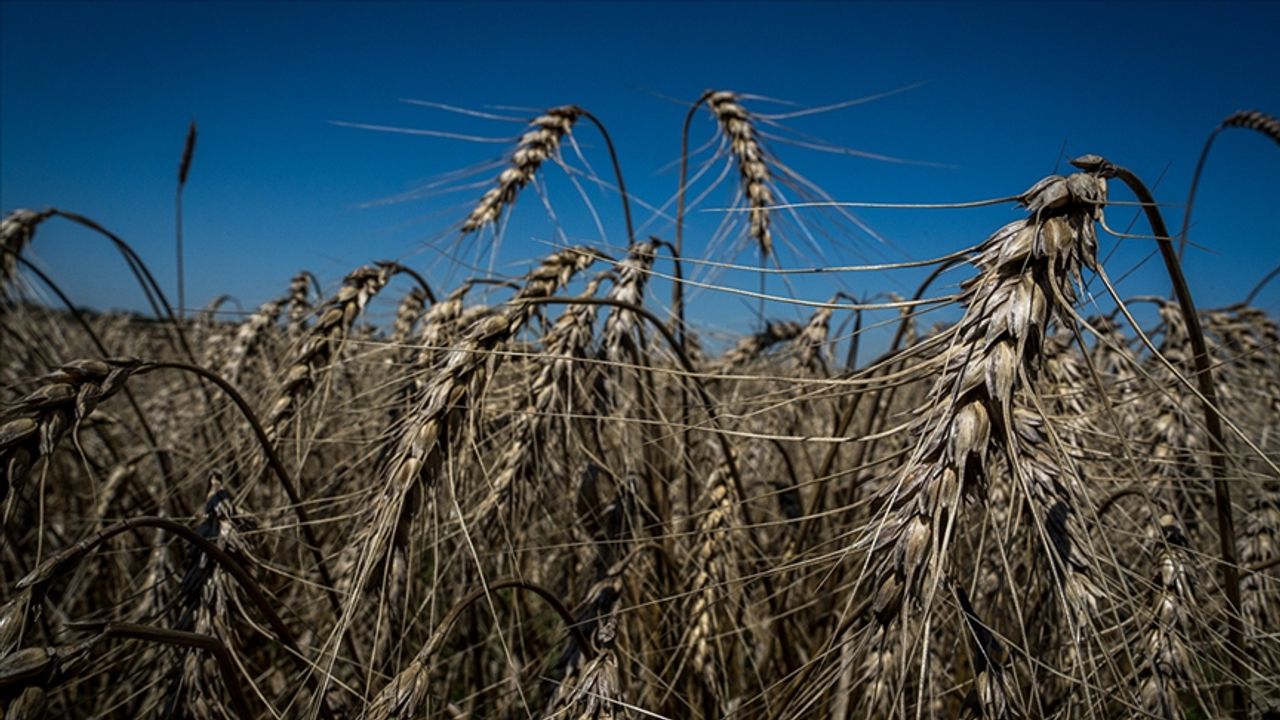 Ukrayna'dan Kenya’ya 25 bin ton buğday desteği