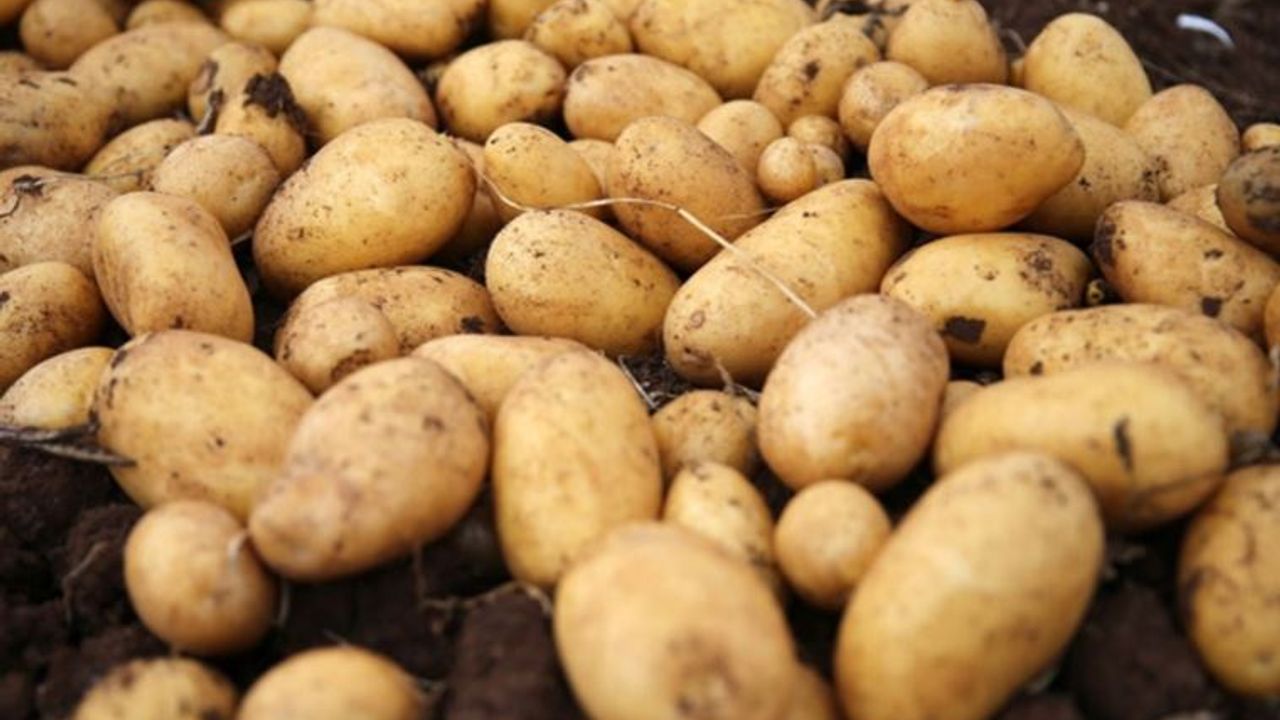 Patates Üreticileri Birliği: “Tohumluk patatesler ülkedeki mühendisler tarafından kontrol edilmeden getirildi"