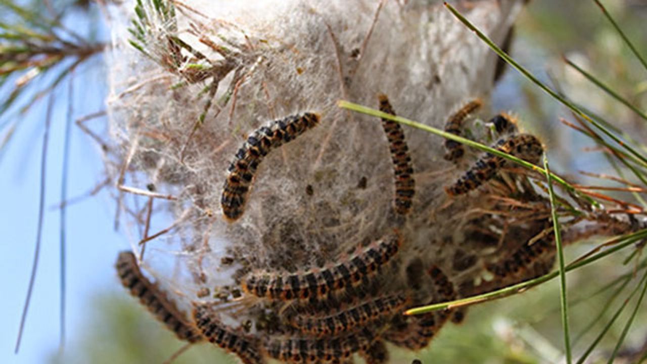 Bio-Der, çam kese böceği istilası yaşanacağı uyarısında bulundu