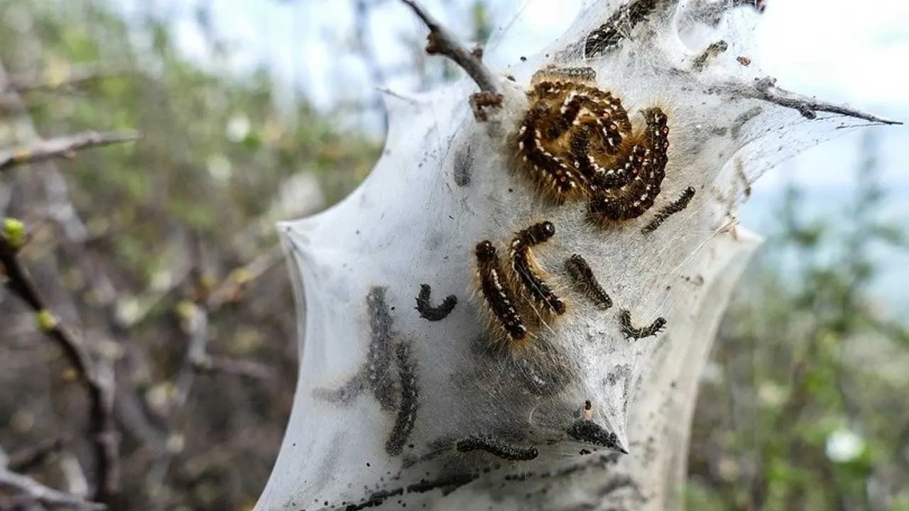 Çam Kese böceği Güney Kıbrıs’ta da etkili oldu
