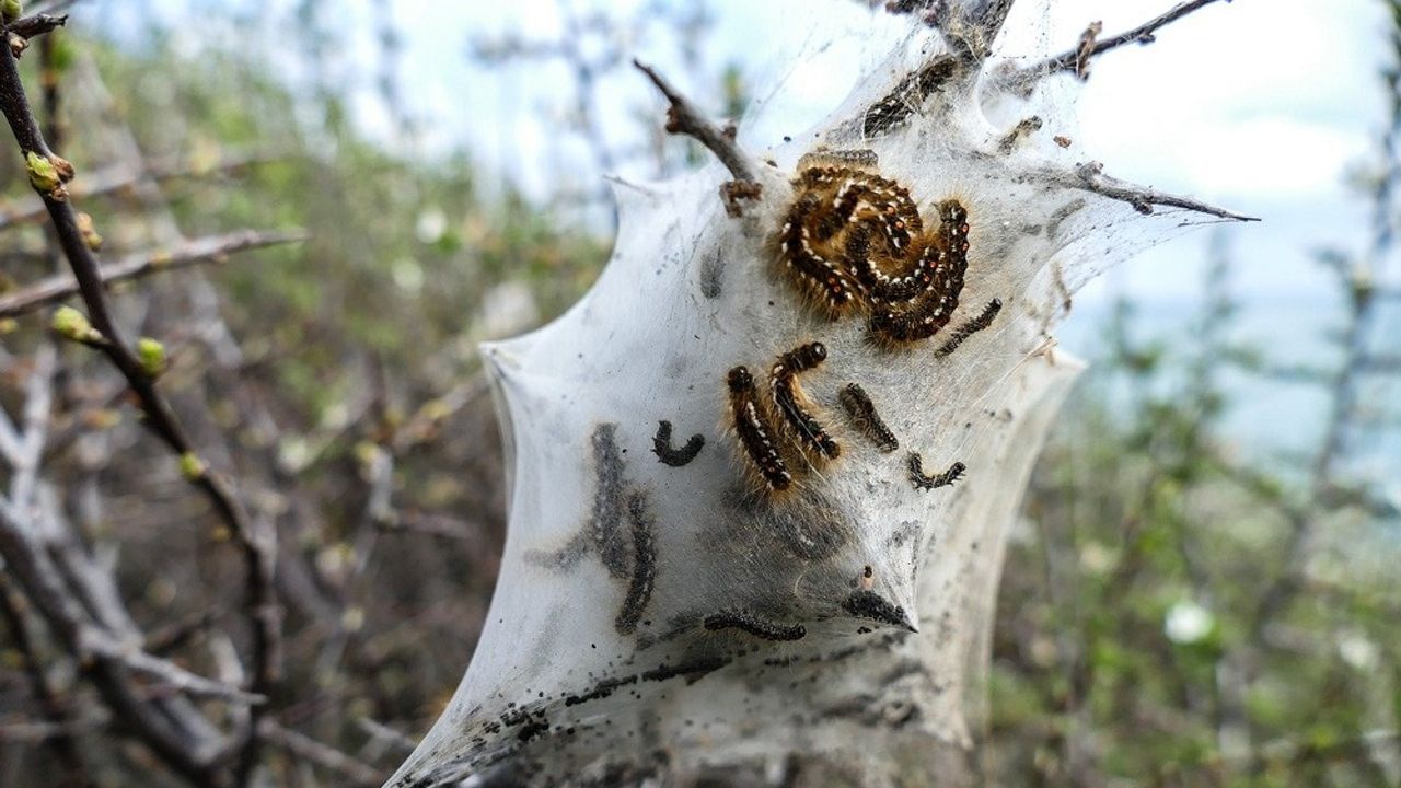 Orman Mühendisleri Odası: "Çam kese böceği ile mücadele havadan ilaçlama ile başarılı olabilir"