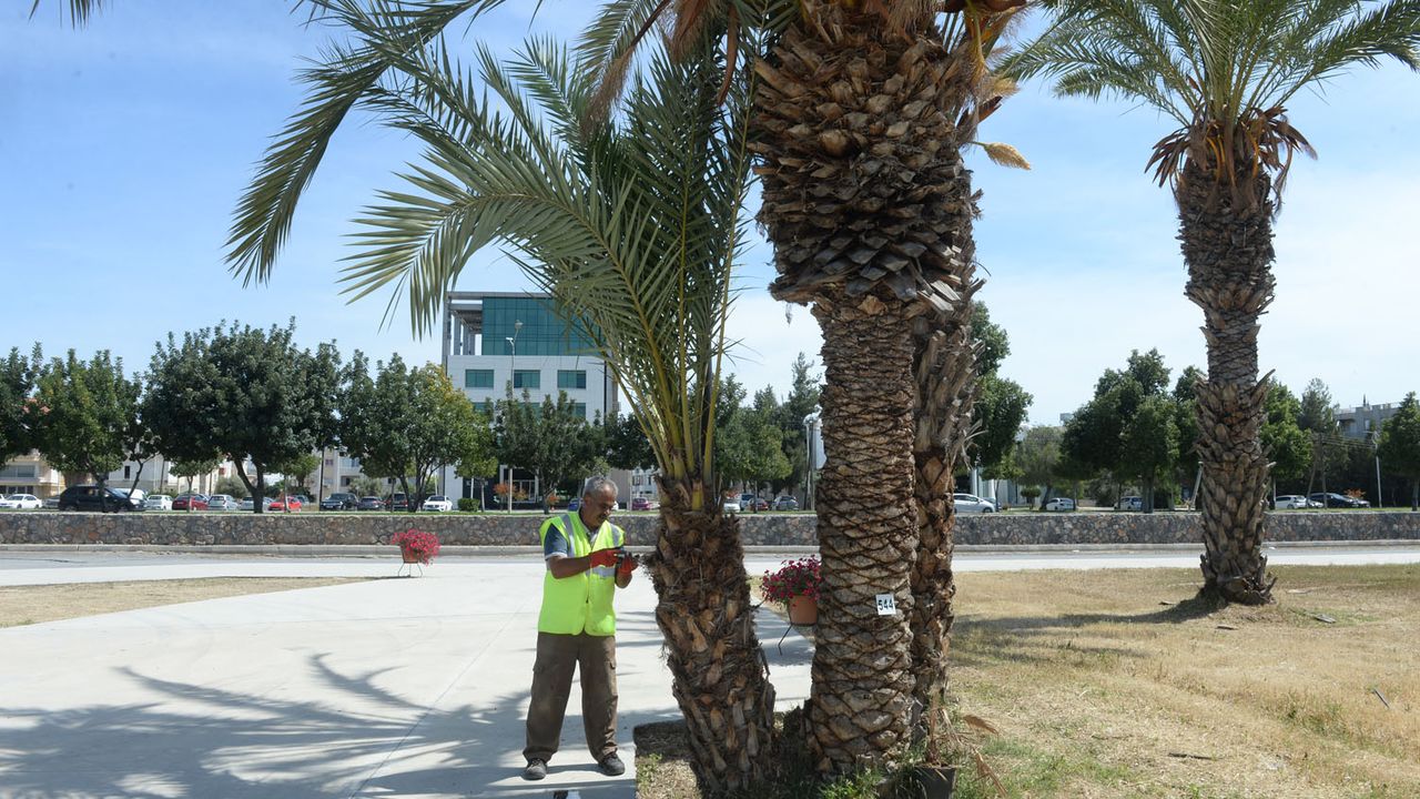 Gönyeli Alayköy Belediyesi hurma ağaçlarına yönelik programını genişletti