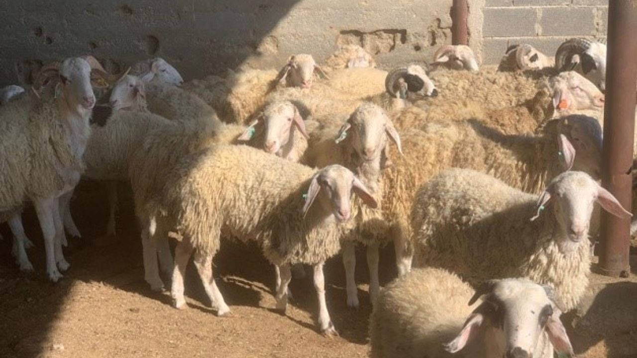 Devlet Üretme Çiftliği kasaplık hayvan satışı yapacak