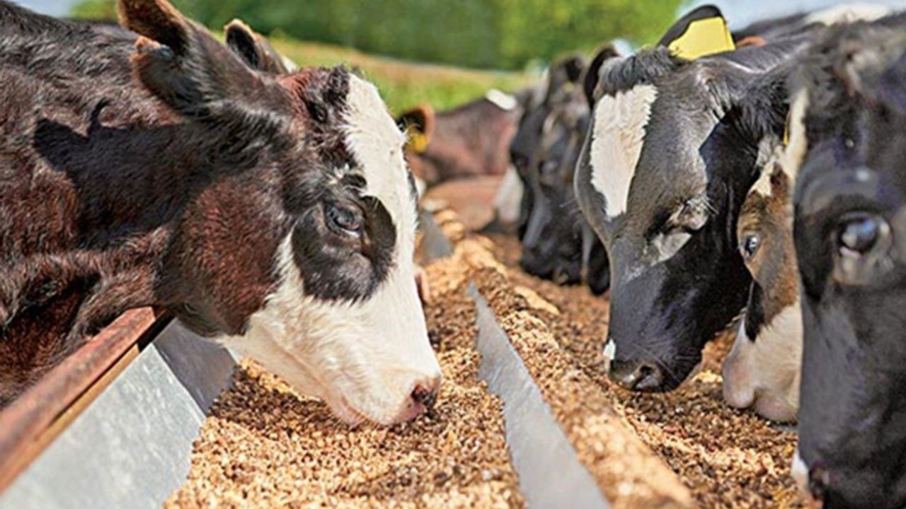 Hayvancılık Dairesi ülkeye gelen tüm ham yemlerin kontrolünün yapıldığını belirtti