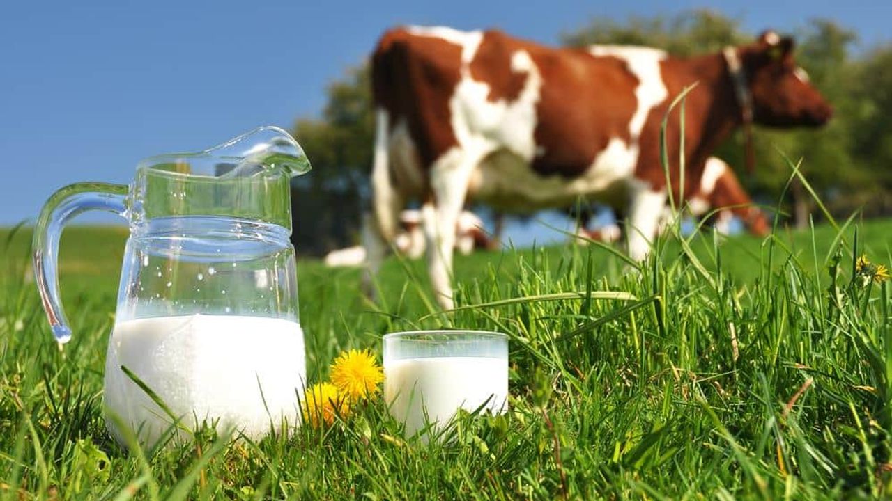 Avrupa’daki en pahalı inek sütü Güney Kıbrıs’ta