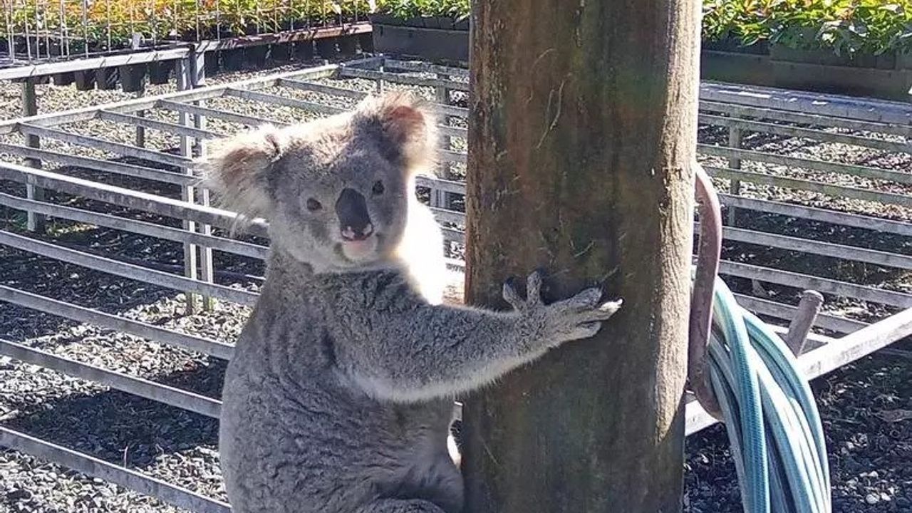 4 bin dolarlık fideleri yiyen 'koala' iş üstünde yakalandı