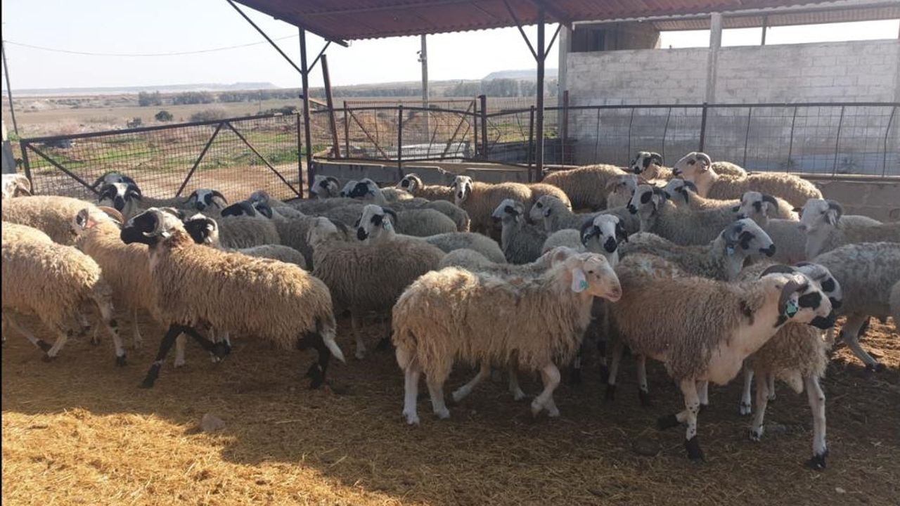 Kasaplık kuzu ve koyunlar canlı ağırlık üzerinden satılacak