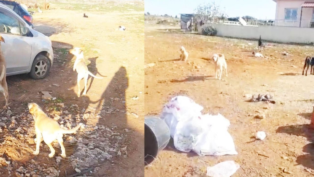Güzelyurt Hayvanları Koruma Derneği: “Kalkanlı Köyü sokak köpeği tehlikesine maruz bırakıldı”