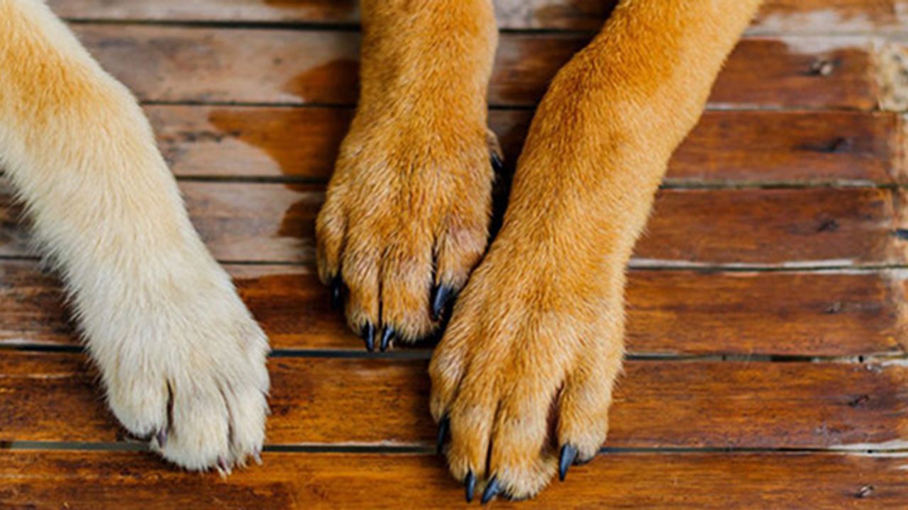 İki toplumlu teknik komite sahipsiz köpekler konusunu görüşüyor