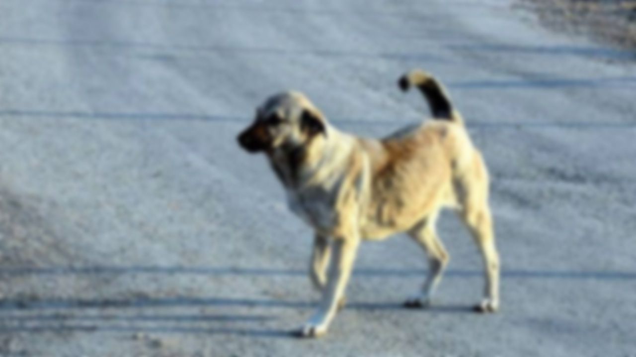Köpeğini başıboş bırakan şahsa yasal işlem