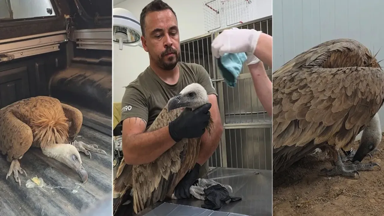 Güney Kıbrıs'a İspanya’dan ithal edilen bir akbaba KKTC’de tedavi görüyor