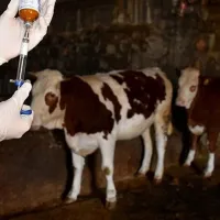 Güney