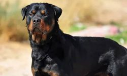 Rottweiler 8 yaşındaki çocuğa saldırdı