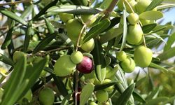 Gazimağusa Kaymakamlığı zeytin hasadıyla ilgili açıklama yaptı...