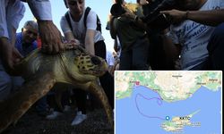 Antalya'dan denize salınan ve uydudan izlenen "Lara" isimli caretta caretta Kıbrıs'a geldi