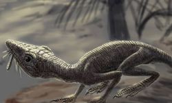 240 milyon yıl önce İskoçya'da yaşadığı belirlenen tür, soyu tükenmiş uçan sürüngenlerden olabilir