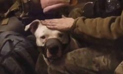 Rusya ile Ukrayna arasındaki son esir değişiminde pitbull da yer aldı