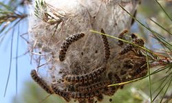 Bio-Der, çam kese böceği istilası yaşanacağı uyarısında bulundu