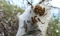 Çam Kese böceği Güney Kıbrıs’ta da etkili oldu