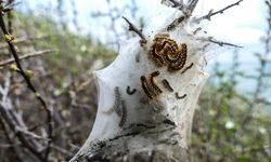 KEMA: "Çam kese böceğiyle mücadelede predatör böcek yöntemi işe yaramadı; çam kese böceği yüzde 2 yüz 50 oranında arttı"