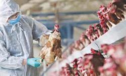 Veteriner Dairesi Türkiye’de görülen kuş gribi, şap hastalıkları ve alınması gereken tedbirlerle ilgili açıklama yaptı