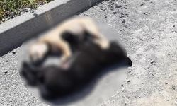 Alsancak’ta ölü bulunan 8 köpekle ilgili soruşturma