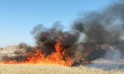 Yol kenarlarının hasat edilmesi için duyuru