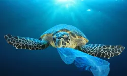 Biyologlar Derneği, “Break Free From Plastic” üyesi oldu