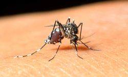 Lefkoşa’da Batı Nil virüsü vakası tespit edildi…