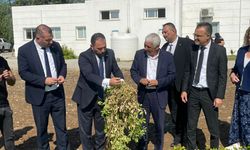 Tarım ve Doğal Kaynaklar Bakanı Çavuş Güzelyurt’ta yer fıstığı hasadına katılarak incelemelerde bulundu