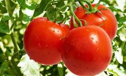 Türkiye’de üretilen domatesler Güney Kıbrıs’ta satılıyor iddiası