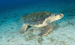 ODTÜ Kuzey Kıbrıs Kampüsü'nden deniz kaplumbağalarını yapay zeka özellikli İHA'larla takip eden uygulama geliştirildi