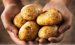 İlkbahar Patates ekimi yapılan arazilerin 15 Şubat’a kadar Genel Tarım Sigortası Fonu’na beyan edilecek