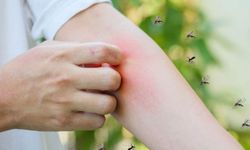Tabipler Birliği, sivrisinekle mücadele için Sağlık Bakanlığı’nı acilen harekete geçmeye çağırdı