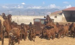 50 baş kasaplık oğlak ve 7 baş kasaplık teke satışa sunuldu… Teklifler için son tarih 22 Ocak